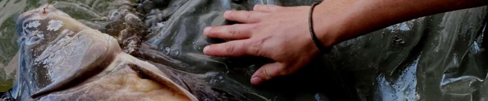 A nagy PONTY pontos stratégiát kíván