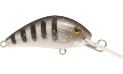 rapture_180-42-272_evoque