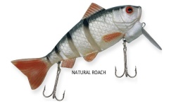 rapture_187-03-122_dancer_perch_roach