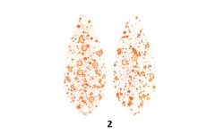 rapture_188-08-302_area_sysma