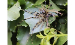 rapture_188-27-205_fiz_jig_05