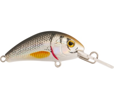 rapture_180-42-210_evoque