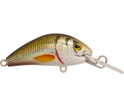 rapture_180-42-211_evoque