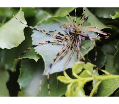 rapture_188-27-205_fiz_jig_05