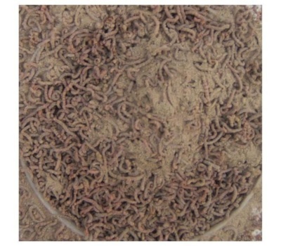 trabucco_pp_0030_29_00_parent_scol._fuil._sz.larva_szetvalaszto