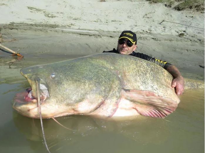 Kíváncsi vagy, mekkora harcsák „röpködnek” Olaszországban?